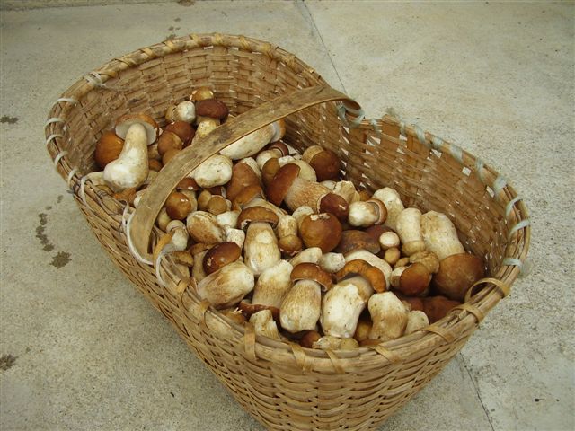 varganya mushrooms koltay